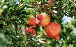 Loại quả giàu collagen chống lão hóa đang vào “mùa vàng”, giá rẻ bèo bán đầy khắp chợ Việt