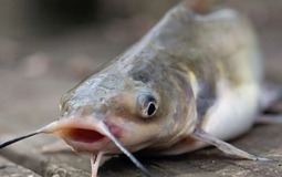 5 loại cá ít tanh giàu đạm, dễ mua ở chợ truyền thống