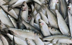 6 loại cá "vô địch" omega-3 bán đầy chợ, càng ăn càng khỏe