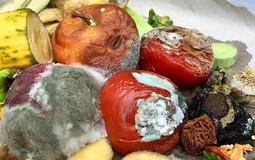 Thực phẩm mốc chỉ cần vứt bỏ hay cắt phần hỏng là vẫn dùng được? Những dấu hiệu nhận biết không phải ai cũng rõ