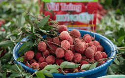 Về tận Hưng Yên xem cây vải tổ của giống vải trứng "khổng lồ" từng chạm mốc 400.000 đồng/kg!