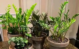 3 nỗi sợ của cây kim tiền