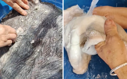 Món ăn "gây sốc" của Việt Nam: Xếp vào hàng kinh dị nhưng người địa phương coi là ngon nhất
