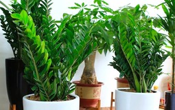 Dân làm ăn chuộng nhất 3 cây cảnh này: Thu hút tài lộc, sức khỏe gia chủ tốt lên thấy rõ
