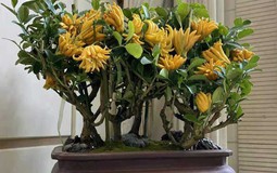 Nhà trồng 3 loại cây này chẳng khác rước "thần tài" vào nhà, gia chủ trăm sự cát lành, hút tài hút lộc