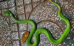 3 cây rắn "kết thân", 4 cây rắn sợ run bần bật