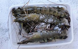 Tôm mua về ĐỪNG vội cho vào tủ lạnh: Thêm đúng 1 thứ này, tôm để lâu vẫn tươi như mới