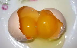 Trứng hai lòng đỏ hay trứng một lòng đỏ: Loại nào bổ hơn?