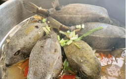 "Quái ngư" có hình hài đáng sợ ở vùng biển miền Trung, nhìn ghê nhưng được săn lùng dù giá tiền triệu