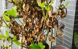 5 thứ "rác nhà" nên sớm được vứt bỏ, càng để lâu càng mệt người