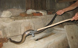 3 lý do khiến rắn chọn bò vào nhà bạn