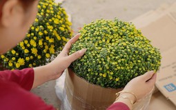 Bán hết 20.000 chậu cúc trước 23 tháng Chạp, một nhà vườn miền Tây đã làm gì khác?