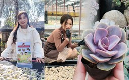 Cảnh báo trào lưu ăn sống sen đá chấm muối ớt, cẩn thận rước họa vào thân