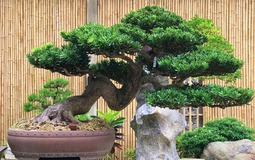 Lưỡi hổ hay kim tiền cũng không bằng 3 cây này: “Của để dành” trong nhà, càng trồng càng có lộc