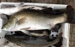 3 loại cá âm thầm nuôi trí não: Chợ Việt bán đầy nhưng chỉ dân sành mới biết để mua