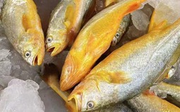 12 loại cá bổ ngang nhân sâm tổ yến, ngọt thịt, ít xương dăm, chợ Việt bán từ 40.000 đồng/kg