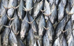 3 loại cá chứa nhiều thủy ngân nhất