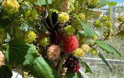 Thầy phong thủy nhắc: Có 4 cây "phá tài", hại sức khỏe, gia chủ tuyệt đối đừng đặt ở ban công