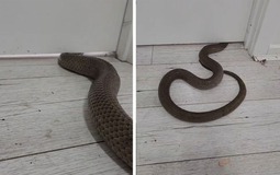 5 thứ "dụ" rắn vào nhà