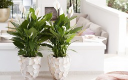 4 cây NASA khuyên trồng trong nhà