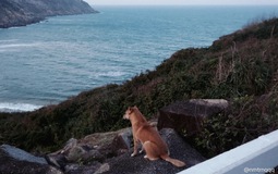 Chú chó vàng hot nhất Việt Nam lúc này!