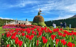 Sun World Ba Na Hills hứa hẹn hút khách dịp Tết Bính Ngọ với hàng triệu bông tulip