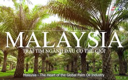 Khám phá câu chuyện dầu cọ từ Malaysia!