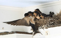 Gần Tết thấy nhà có 6 dấu hiệu này là cuộc đời nở hoa, tài lộc gõ cửa: Đặc biệt là điều số 2!