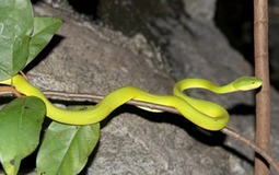 4 cây dễ gọi rắn vào nhà