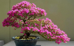 Chơi hoa này NHỚ "3 thêm - 1 bớt", đảm bảo hoa nở rợp trời, đẹp xé toạc thị giác