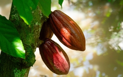 Sô-cô-la 60DAYS và chiến lược nâng tầm sô-cô-la Việt