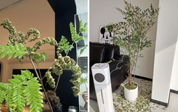 Người khôn không bao giờ giữ cây này trong nhà, người dại vẫn luyến tiếc không buông