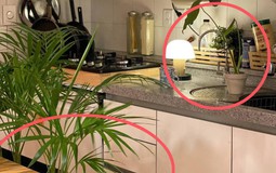 Nhiều người đặt cây này cạnh bếp cho đẹp mà không biết đang vô tình làm thất thoát tiền bạc mỗi tháng