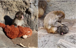 Vụ chú khỉ Nhật Bản bị bỏ rơi: Đại diện tập đoàn IKEA đến thăm, diễn biến sau đó gây bất ngờ