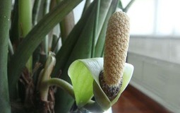 3 cây nở hoa là phúc lộc song hành, vận đỏ ghé thăm: Chúc mừng nhà nào sở hữu