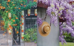 Đừng dại trồng 8 loại cây này trong nhà và sân vườn: Đẹp trước mắt, “đau ví” về sau