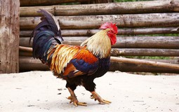 Chọn gà ăn Tết mà chưa thử 7 giống này thì phí cả đời: Thịt thơm, da giòn, cúng xong ai ăn cũng tấm tắc