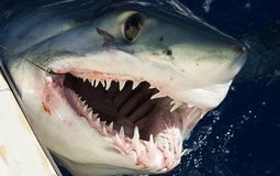 Khoa học lần đầu giải thích lý do một con cá mập trắng cần thay hàng chục nghìn chiếc răng suốt đời