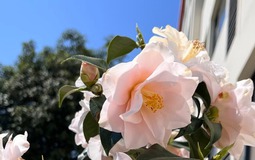 Loài hoa đẹp dịu như thiếu nữ giữa sắc xuân, chưng Tết một chậu là thấy nhà sáng bừng, sang kinh khủng