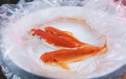 Mẹo chọn cá cúng Ông Công Ông Táo