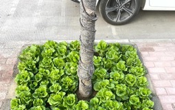 1,4 tỷ dân Trung Quốc canh từng "tấc đất tấc vàng" chỉ để làm 1 điều