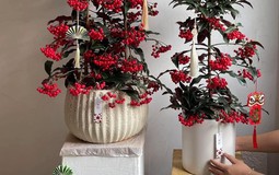 Tết Bính Ngọ bày 5 cây này trong nhà, tài lộc gõ cửa, cầu đâu trúng đó