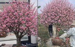 Bi hài chuyện chơi đào Tết khiến 1 người rơi lệ, vạn người xôn xao