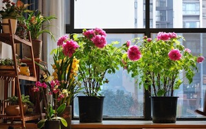7 loài hoa sống khỏe, nở đúng hẹn đẹp không tì vết, người lười mấy cũng trồng được