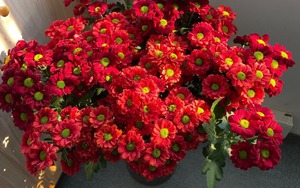 Cây Tết nhà giàu mê mệt: Hoa bung nở rực sáng cả khung hình, chưng góc nào cũng đẹp sang vô cùng tận