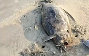 Phát hiện "nàng tiên cá" dạt vào bãi biển, chuyên gia xác nhận: Đây là loài từng bị tuyên bố tuyệt chủng