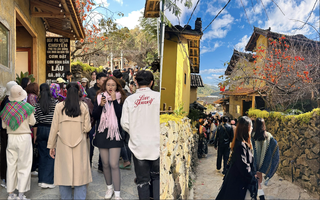 Cây hồng "khổ nhất" Việt Nam: Cả nghìn người kéo tới check-in mỗi ngày