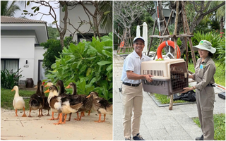 Fanpage của Vinpearl Nha Trang thông báo về tình trạng của đàn vịt "tài phiệt" trước bão số 15 Koto