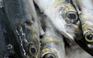 Loại cá nhìn xấu mã nhưng tốt ngang nhân sâm, cao thủ ẩm thực gặp là mua liền