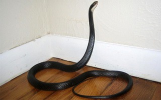 6 loài vật báo điềm xui, đi tới đâu đen tới đó: Gia chủ cần cẩn thận